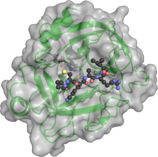 trypsin picture