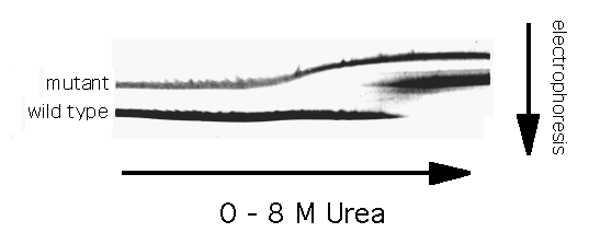 Picture of a urea gradient gel